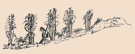 In The Cornfield, sketch by Austin Stearns