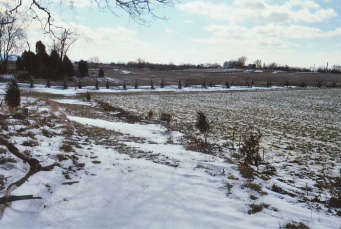 View from the corner of the East Woods to Cornfield