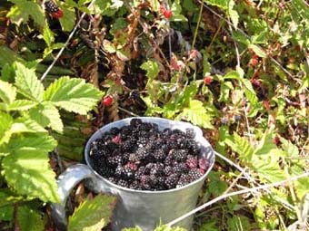 pale of blackberries