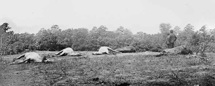 Timothy Sullivan Photo of Dead Horses at Cedar Mt