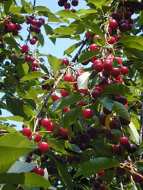 Wild Cherries