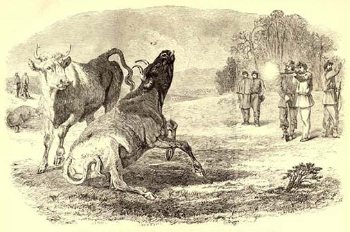 Illustration of cattle being butchered from Frank Leslies Illustrated