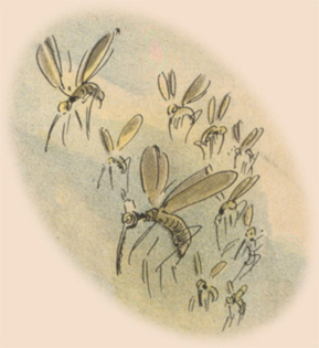 mosquitoes illustration