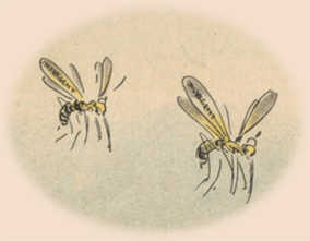 mosquitoes illustration