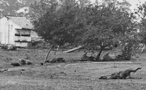 Dead Horses near General Meade's Head-quarters
